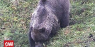 Καφέ αρκούδα επιτέθηκε σε Αμερικανούς στρατιώτες στην Αλάσκα