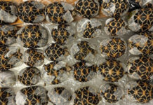 Ταϊλάνδη: 19χρονη συνελήφθη στο αεροδρόμιο με 30 χελώνες κάτω από τα ρούχα της