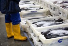 Ενεργός από την ΕΕ ο μηχανισμός κρίσεων για έκτακτη χρηματοδοτική στήριξη σε αλιείς, υδατοκαλλιεργητές