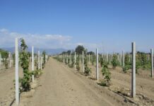 Με την έναρξη των εκκολάψεων ο ψεκασμός για βαμβακάδα στα ακτινίδια