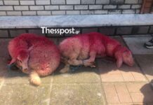 Εικόνες ντροπής στο Καλοχώρι Θεσσαλονίκης: Έβαψαν κόκκινα και έδεσαν αρνάκια έξω από εκκλησία