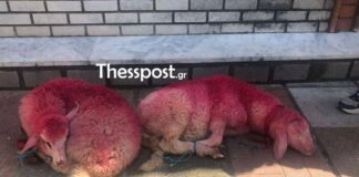 Εικόνες ντροπής στο Καλοχώρι Θεσσαλονίκης: Έβαψαν κόκκινα και έδεσαν αρνάκια έξω από εκκλησία