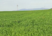 Βγήκαν οι αποφάσεις για τις συνδεδεμένες σιτηρών στο ταμείο οι αγρότες