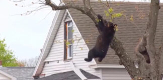 ΗΠΑ: Αρκούδα εγκλωβισμένη επί ώρες σε δέντρο αναστάτωσε γειτονιά στο Άλμπανι – Πώς την κατέβασαν