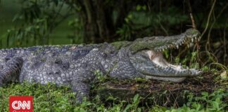 Γαλλία: Κροκόδειλος βρέθηκε νεκρός σε κανάλι, τυλιγμένος σε υπνόσακο και έχοντας δεθεί με αλυσίδες