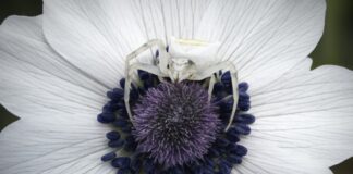 “Μικρές Ιεροτελεστίες της Άνοιξης – Ένα Ρέκβιεμ από το Μέλλον” στο Λόφος Art Project