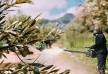 Τώρα δολωματικοί ψεκασμοί για δάκο και γλοιοσπόριο στην ελιά