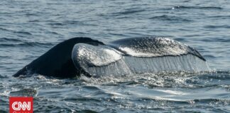 Νέα επιχείρηση διάσωσης της φάλαινας «Τίμι» που έχει εγκλωβιστεί σε παραλία της Βαλτικής