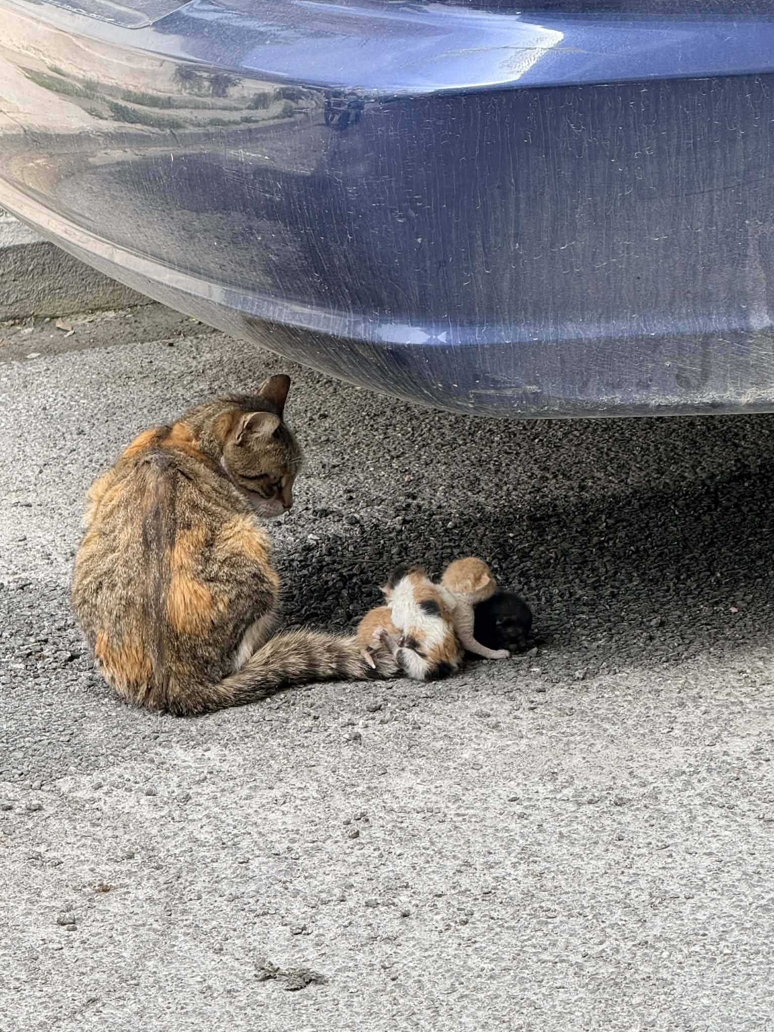γατάκια- Βόλος