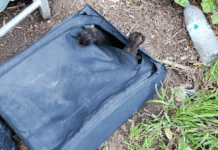 Ασυνείδητος εγκατέλειψε νεογέννητα γατάκια μέσα σε βαλίτσα δίπλα σε κάδο απορριμμάτων