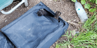 Ασυνείδητος εγκατέλειψε νεογέννητα γατάκια μέσα σε βαλίτσα δίπλα σε κάδο απορριμμάτων