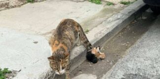 Έδεσαν νεογέννητα γατάκια στην ουρά της μητέρας τους – Εξοργιστικές εικόνες
