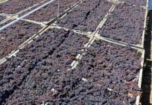 Αναδιάρθρωση και στήριξη ζητούν οι παραγωγοί κορινθιακής σταφίδας