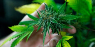 Μαριχουάνα… Go!