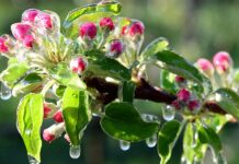 Με ειδική ρύθμιση ΥΠΕΘΟ οι αποζημιώσεις στο προανθικό από εαρινό παγετό το Μάιο