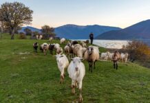 Πιθανή μια προκήρυξη για βιολογικά ζωικής και μελισσοκομία, με δεσμευμένα κονδύλια ύψους 78 εκατ. ευρώ