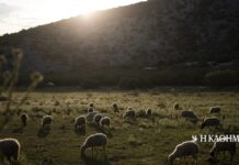 Η οδύσσεια μιας δικογραφίας | Η ΚΑΘΗΜΕΡΙΝΗ