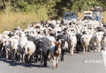 Σκάνδαλο ΟΠΕΚΕΠΕ: Οι συνομιλίες για την εκλογική πελατεία