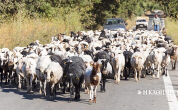 Σκάνδαλο ΟΠΕΚΕΠΕ: Οι συνομιλίες για την εκλογική πελατεία