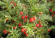 Τη φαρμακευτική αξία του ίταμου αναδεικνύει μελέτη του ΑΠΘ