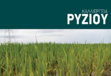 Διέξοδο στην ποιότητα και τα πολλά κιλά έχει ανάγκη φέτος η ορυζοκαλλιέργεια