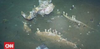 Τι ανακάλυψαν επιστήμονες που επί 15 χρόνια κατέγραφαν την αποσύνθεση μιας νεκρής φάλαινας