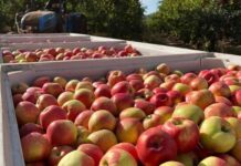 Εν δυνάμει διπλάσιες τιμές παραγωγού για τα ευρωπαϊκά μήλα λόγω παγετού στην Πολωνία