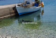 Καρχαρίας κολυμπάει στα ρηχά στα Λουτρά Ωραίας Ελένης