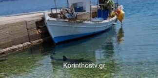 Καρχαρίας κολυμπάει στα ρηχά στα Λουτρά Ωραίας Ελένης