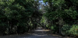 Συνελήφθη 52χρονος για φωτιά στο πάρκο της Ακαδημίας Πλάτωνος