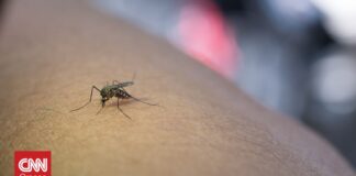 Γιατί κάποιοι άνθρωποι τραβούν σαν μαγνήτης τα κουνούπια και άλλοι όχι