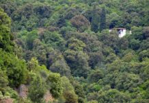 Ξεμπλοκάρονται αγοραπωλησίες που «έβρισκαν» σε Δασαρχεία