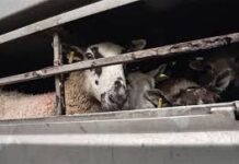 Στη σκιά ευλογιάς επικαιροποίηση Οδηγού HACCP για τα σφαγεία οπληφόρων