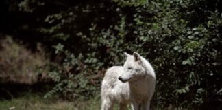 Τρόμος στη Φωκίδα: Λύκος επιτέθηκε σε γυναίκα
