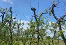 Διευκρινίσεις από την Διεπαγγελματική ροδακίνου για τη σύγχυση με τις ξερές βέργες και τους παραμορφωμένους καρπούς