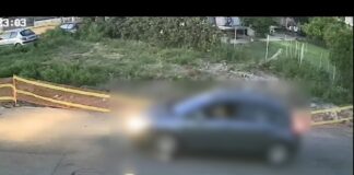 Επικήρυξη από την Πανελλαδική Φιλοζωική και Περιβαλλοντική Ομοσπονδία για τον οδηγό που σκότωσε το αδέσποτο σκυλί