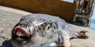Η πραγματική αιτία της εξάπλωσης και οι λύσεις που προτείνει το Ινστιτούτο «Αρχιπέλαγος»