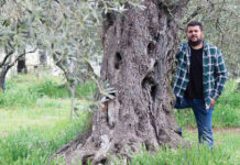 Ποιοτικό αγουρέλαιο από την ελιά γαλανή προ του Άθω περιοχής