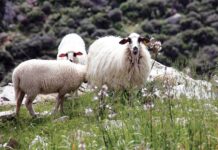 Αναγκαίοι για επιδοτήσεις 2026 οι βώλοι σε μονάδες με πάνω από 900 ζώα