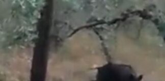 Λαμία: Η… χαρά του αγριογούρουνου – Βρήκε μπάλα και άρχισε τις ντρίπλες στο χωράφι