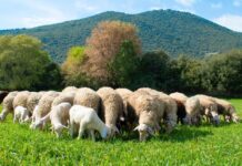 Παράταση έως 9 Αυγούστου για τη διάθεση 79 στρατιωτικών κτηνιάτρων κατά ευλογιάς και αφθώδους