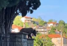 Αρκουδάκι σε χωριό των Γρεβενών: Έκανε βόλτες ανάμεσα στα σπίτια