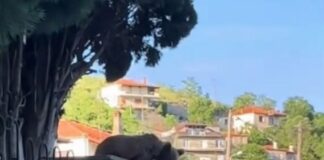 Αρκουδάκι σε χωριό των Γρεβενών: Έκανε βόλτες ανάμεσα στα σπίτια