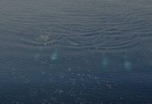 Μαγικές εικόνες στην Εύβοια: Δελφίνια κολυμπούσαν δίπλα στους λουόμενους