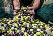 Παρέμβαση ΔΟΕΠΕΛ για ελαιοκομικό μητρώο και στάση πληρωμών ΟΕΦ