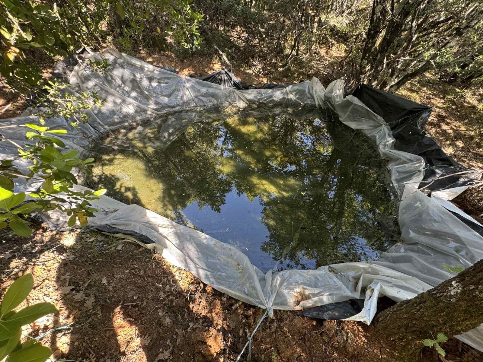 Φθιώτιδα, Καμένα Βούρλα, φυτεία, δενδρύλλια κάνναβης