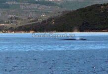 Εντυπωσιακό φαινόμενο στον Ευβοϊκό: Φάλαινα εμφανίστηκε ανοιχτά του Θεολόγου