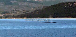 Εντυπωσιακό φαινόμενο στον Ευβοϊκό: Φάλαινα εμφανίστηκε ανοιχτά του Θεολόγου