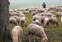 Αμφιβολίες για την αποτελεσματικότητα εγκυκλίων και απαγορεύσεων στην αντιμετώπιση επιζωοτιών εκφράζει το ΑΠΘ