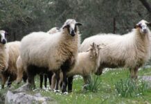 Παρεκκλίσεις από ΕΕ για βόσκηση κοπαδιών σε θερινούς βοσκότοπους ζητά ο Κόκκαλης